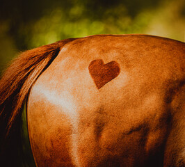 The symbol of the heart is on the rump of the sorrel horse. A horse gallops on a sunny summer day....