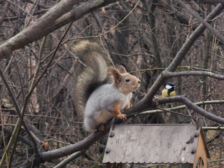 squirrel on a tree