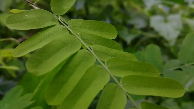 green leaves in the garden. bhumi amla, abrus, cantoniensis, Phyllanthus niruri,  phyllanthus urinaria plant, leucaena hoja, guangdong abrus, abrus cantoniensis, saga creeper, abrus precatorius