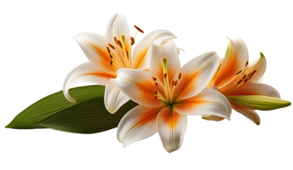Lily Flower