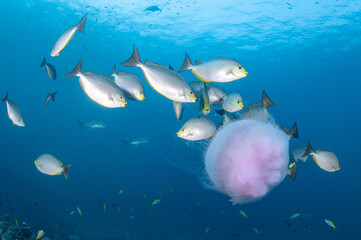 Giant Jellyfish swimming with a school of Streaked spinefoot fish or Java rabbitfish (Siganus Javus) in clear blue water of Andaman sea. Marine life in underwater world
