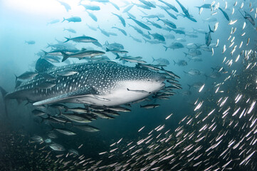 Whale shark swimming with school of Rainbow runner and Giant trevally fish in Andaman sea. Marine...