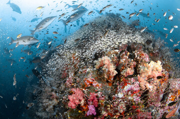 Beautiful colorful soft coral reef with massive school of glass fish at Richelieu Rock, a famous scuba diving dive site of Andaman Sea. Exotic underwater landscape in Thailand.