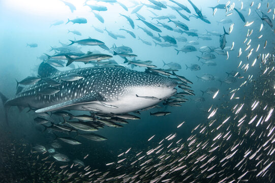 Whale shark swimming with school of Rainbow runner and Giant trevally fish in Andaman sea. Marine life in the underwater world of Thailand. Ocean wildlife conservation. International Whale Shark Day