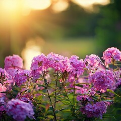 Obraz premium flower Phlox paniculata,pink phlox flowers