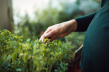 Hand of a woman touching green mint leaves in a garden. © Olga