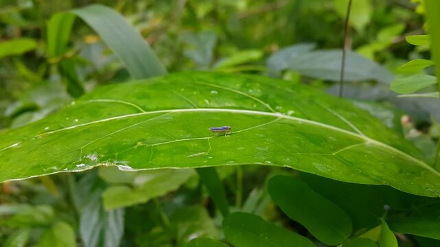 Aesthetic footage of the beauty of Cicadellidae on green leaves. 4K footage shot in a tropical rainforest. Leafhopper is the common name for any species from the family Cicadellidae.
