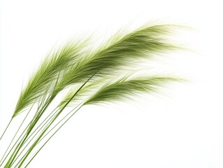 Fototapeta premium Green grass blades on white isolated background for natural decor or design projects.