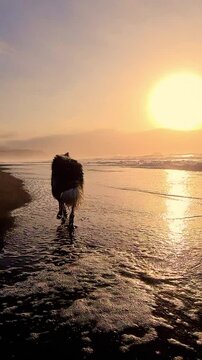 Person filming his border collie dog enjoying the sea and the beach at sunset on a dog-friendly beach during the summer. User generated content (UGC)