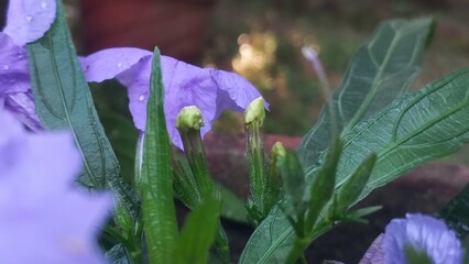 Two bud flower plant in Ruellia simplex,
Two beautyfull green bud flower plant in Ruellia simplex
