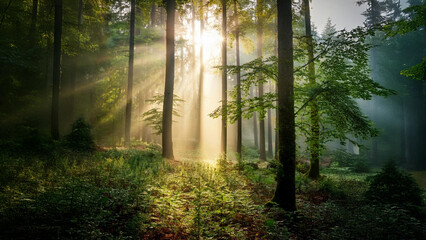 Misty forest at sunrise, with sun rays filtering through tall, dense trees, lush green foliage, and a soft fog covering the ground, creating a serene and magical atmosphere