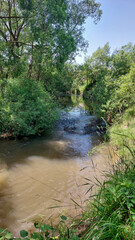 Tranquil River Flowing Through a Lush Forest on a Sunny Day