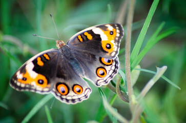 beautiful blue brown black yellow orange butterfly was flapping and perched on a leaf