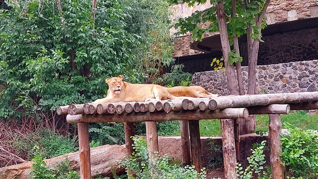 Resting Lionesses on Wooden Platform in Lush Enclosure