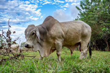 American Brahman, beef cattle. Puntarenas Costa Rica