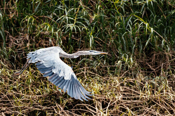 Great blue heron, Ardea herodias, River Rio Tarcoles, Costa Rica
