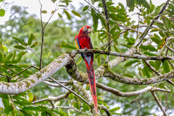 Scarlet macaw, Ara macao, Quepos Costa Rica.