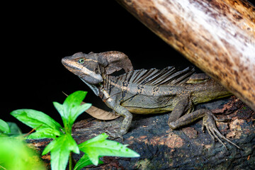 The common basilisk, Basiliscus basiliscus. Manuel Antonio National Park, Costa Rica wildlife