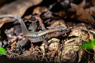 Rainbow ameiva, (Holcosus undulatus). Lizard in the family Teiidae. Manuel Antonio National Park, Costa Rica wildlife.