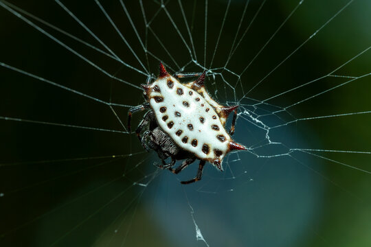Gasteracantha cancriformis (spinybacked orbweaver). Curu Wildlife Reserve, Costa Rica wildlife.