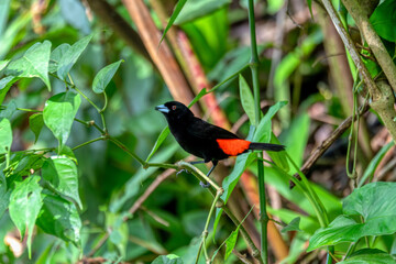 Scarlet-rumped tanager tanager - Ramphocelus passerinii