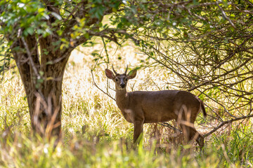 White-tailed deer, Odocoileus virginianus, Curu Wildlife Reserve, Costa Rica wildlife