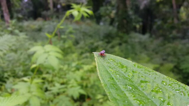 Aesthetic footage of Cicadellidae on wet green leaves. Focus on the foreground. 4k footage. Perfect for documentaries about the beauty of tropical rainforests.