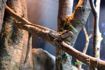 lizard