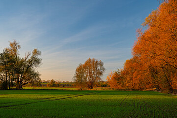 meadow in Thuringia in autumn in sunset light