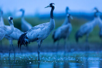 Birds -Common crane (Grus grus)
