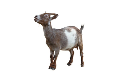 Pygmy goat isolated on transparent background png file