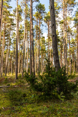 Vertical photo of a green low juniper and coastal pine woodland on a sunny fall day. Juniper bush, baby spruce trees against sparse pine tree forest with green moss, and a clear sunny sky in Hiiumaa