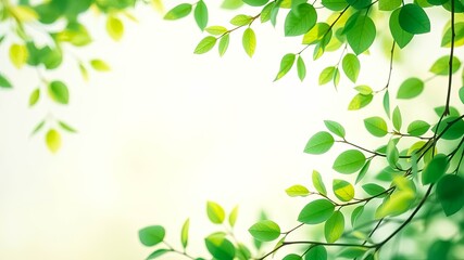 A soft, gentle, and delicate framework of leaves with light illuminating through the branches creating a sense of tranquility and peace.