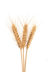 ripe golden wheat ears isolated on white background.