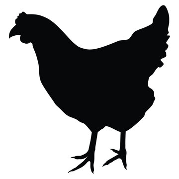 recommend clip art: Poultry chicken hen black silhouette. Chicken vector icon