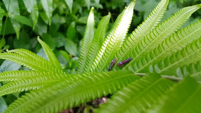 Aesthetic 4k footage, Two Cicadellidae are relaxing on fresh fern leaves. Perfect for a documentary in the tropical rainforest and World Wildlife Conservation Day on December 4th.