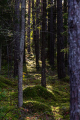 Fototapeta premium Sun is shining into dark pine tree forest giving hope in the darkness. Sunlight piercing the shadows of a dark pine tree woodland, illuminating a sea of green moss and tree trunks