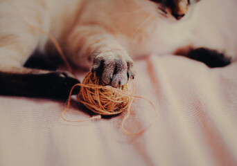 A cute striped kitten is resting on a soft pink bed, holding a wool ball in its paw that it was playing with. A beloved pet.