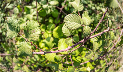 Leaves of the wild blackberry herb in the forest. Elmleaf Blackberry (Rubus ulmifolius). Selective...