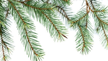 Fresh Evergreen Pine Branches Perfect for Holiday Decorations, Crafts, or Home Decor