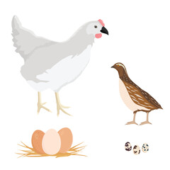 Farm birds white chicken hen and quail