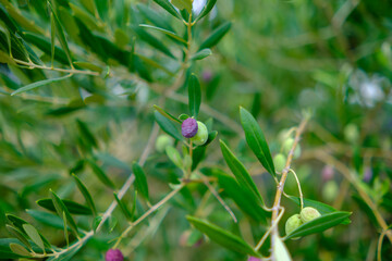Ripe Olive Fruit Amidst Lush Greenery