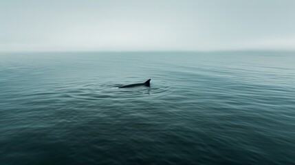 Obraz premium A lonely dorsal fin cuts through endless ocean waves under an expanse of grey sky, evoking serene mystery.