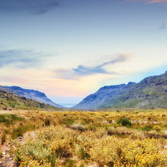 Landscape, field and fynbos by mountains, outdoor and sunset with clouds, sky and conservation. Indigenous plants, flora and wild flowers in bloom, growth and bush with mockup space in South Africa
