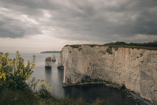 Yellow flowers on cliffs in the National Trust - Old Harry Rocks Jurassic Coast near Studland in southern England