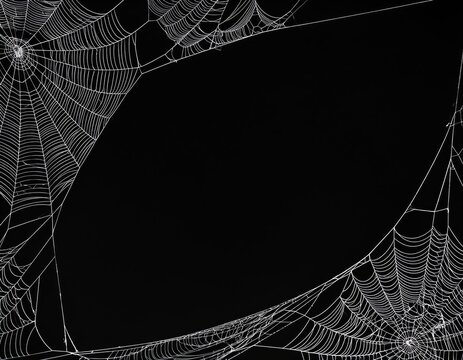 Precise white spider web pattern against pure black background