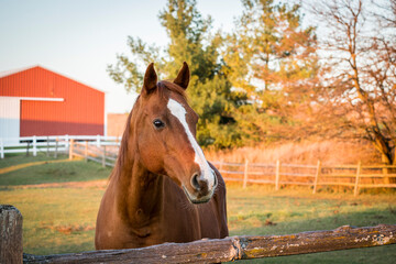 A Thoroughbred horse looking curiously over a fence with a shed in the background. 