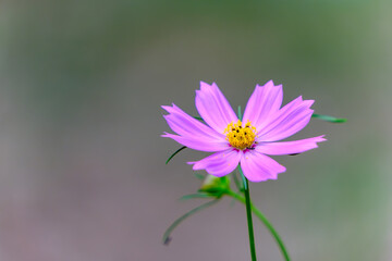Obraz premium Vibrant Cosmos Flower in Bloom