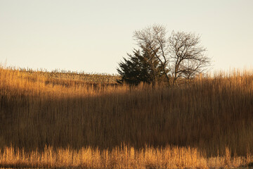 A hill with prairie grass, a cedar tree, and a mulberry tree during the golden hour with deep shadows. 