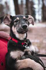 A happy dog sits in the arms of a volunteer. Black mongrel dog with a red collar on the street. Intimacy between a human and a pet. Loving faithful eyes of a dog